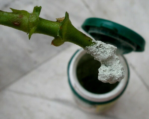 RADICIN 0,25% 25g